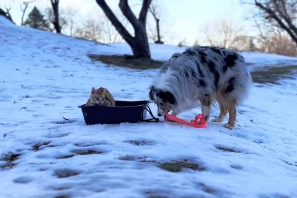 Was machen denn Kater Whisper und Australian Shepherd Promise da im Schnee?