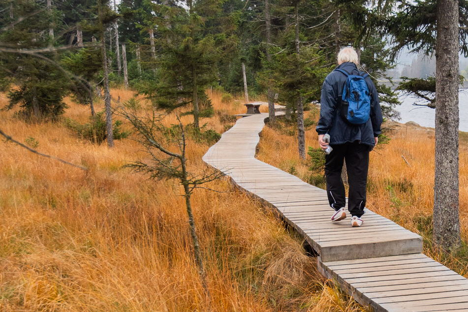 "Beträchtliches Problem": Nationalpark Harz geht gegen "digitale" Wanderwege vor