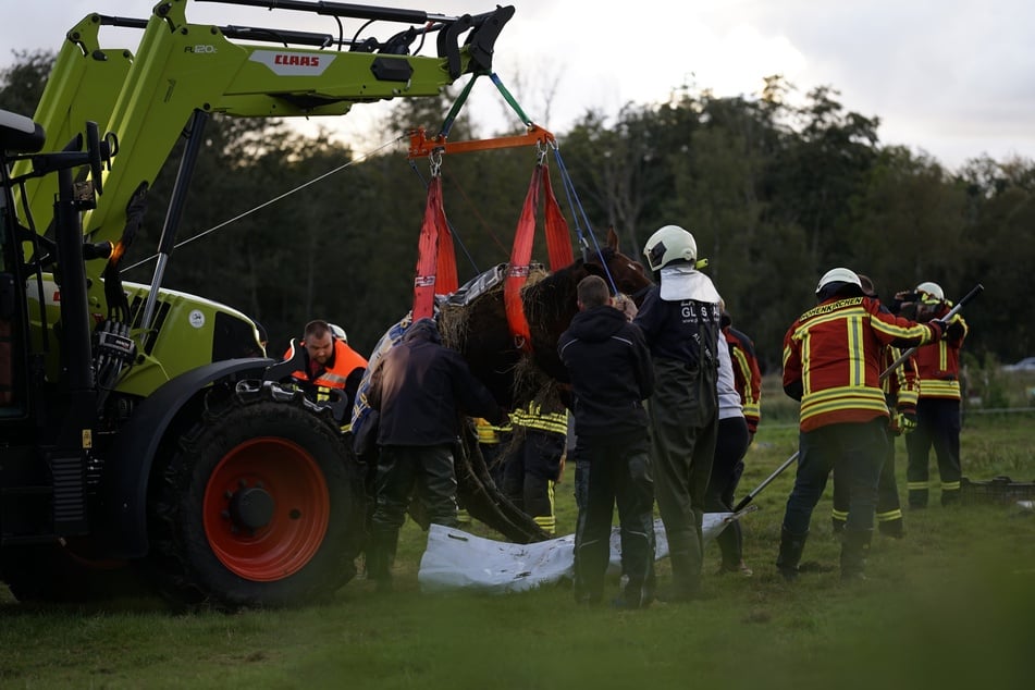 Das Pferd verletzte sich laut Feuerwehr nicht.