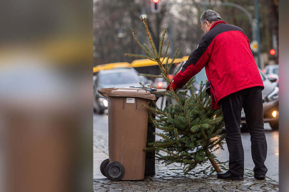 Der ASR sammelt bis 25. Januar ausrangierte Weihnachtsbäume ein.