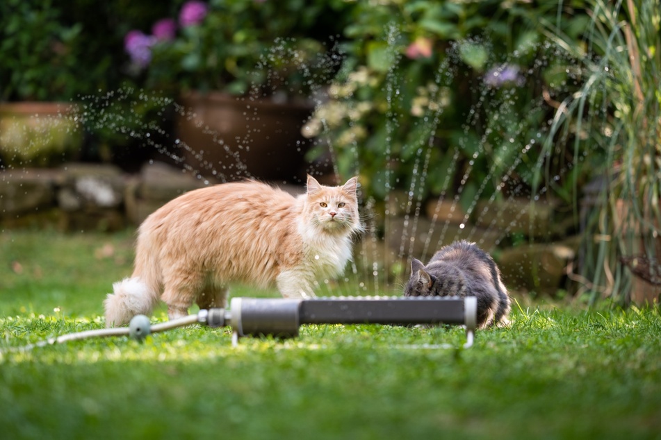 You shouldn't spray a cat with a hose, but lawn sprinklers are a good trick to keep them away.