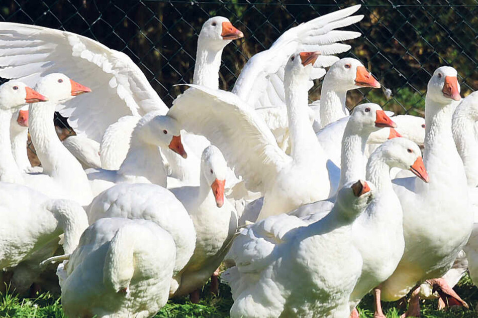 Da hilft kein Schnattern und kein Flattern - auch diese Gänse landen bis Weihnachten im Bratofen.