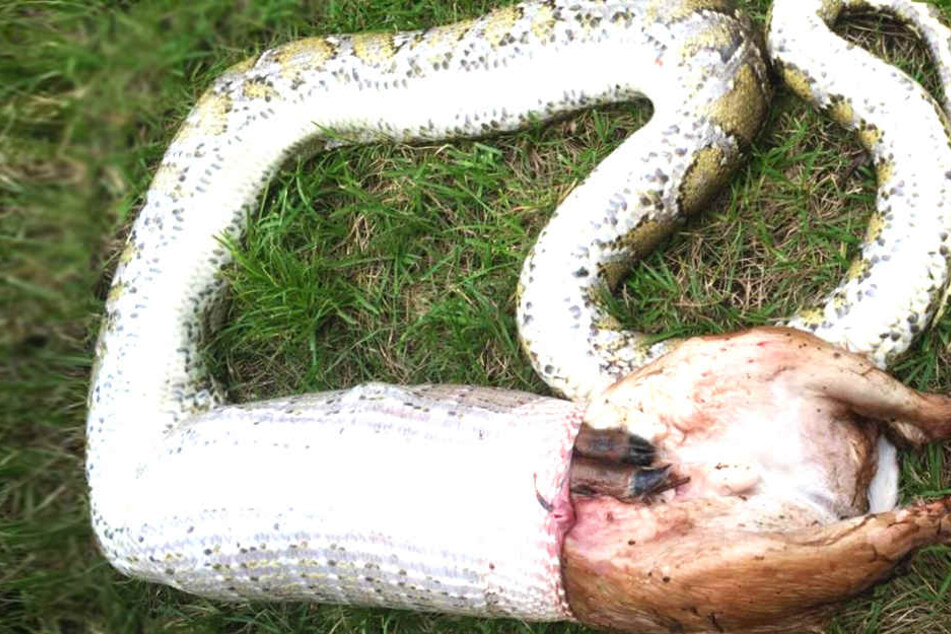 Riesen Python verschlingt Hirsch und würgt ihn wieder aus