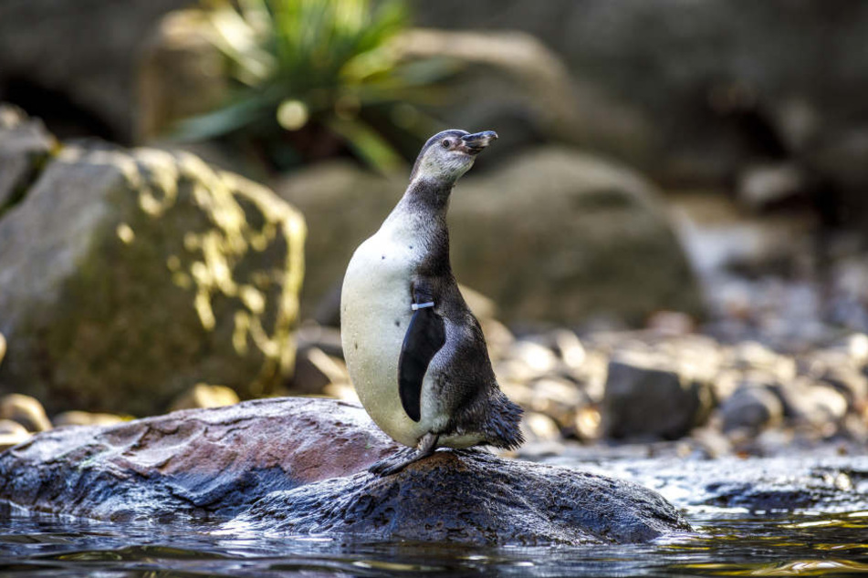 Dieser Pingu hat vor ein paar Wochen einen Spielkameraden verloren.