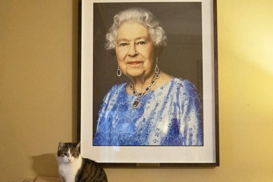 Larry the cat has more Twitter followers than either candidate for prime minister.