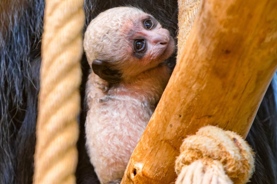Das Jungtier kam am 8. Juni 2025 im Duisburger Zoo zur Welt.
