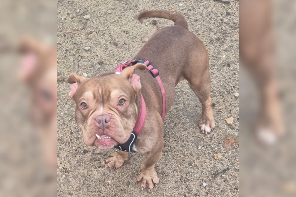 Buldogský samec Woody se narodil v lednu 2025 a má tak jen asi jeden rok.