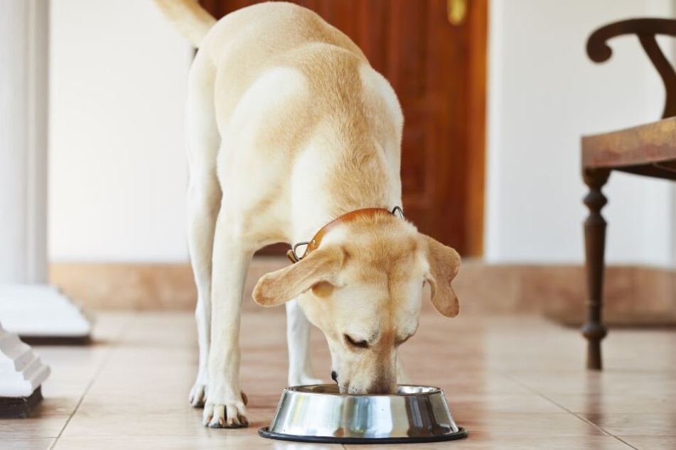 Das Hundefutter enthält erhöhte Mengen an Vitamin D. (Symbolbild)