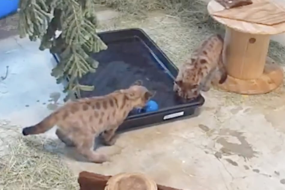 These two orphaned mountain lion cubs have taken the internet by storm!