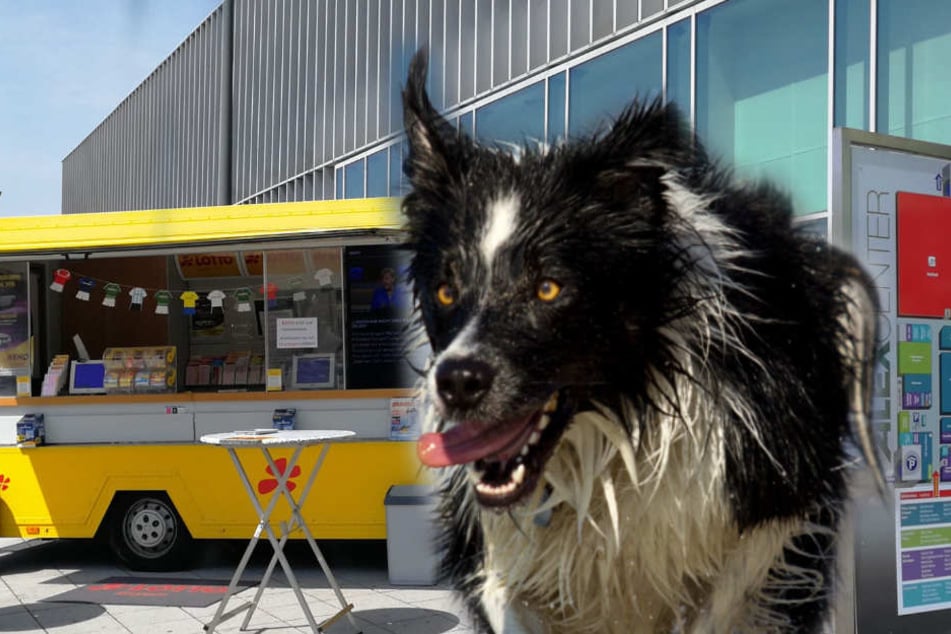 Hund Beisst Kind Ins Gesicht Halterin Macht Sich Aus Dem Staub Tag24