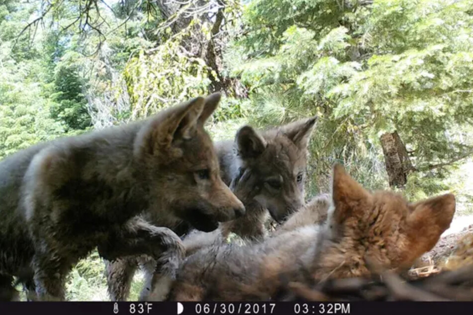 Im Norden Kaliforniens sorgte ein Wolfsrudel für jede Menge Nachwuchs.