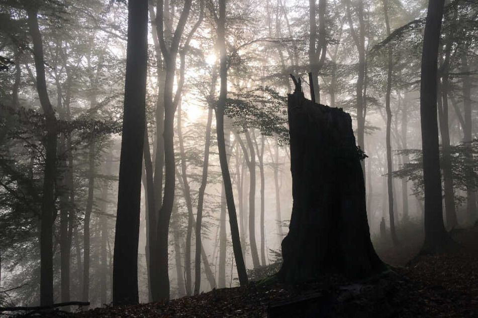 Ein Baumstumpf steht in einem Wald. (Symbolbild)