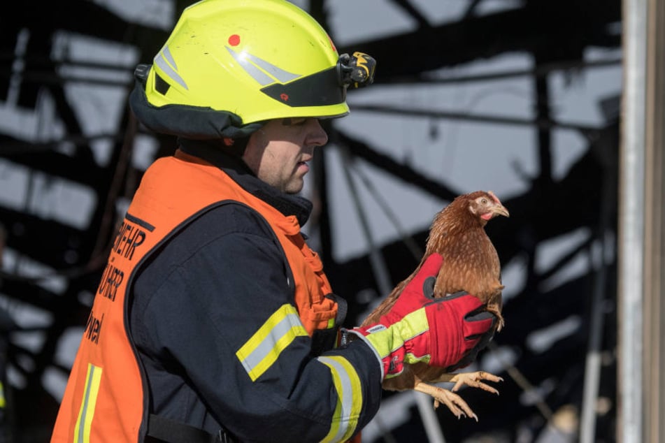 Ein Feuermann rettet ein Huhn.