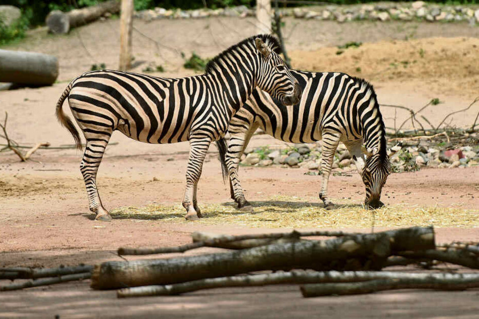 Sie ist eines von insgesamt vier Zebras im Gehege: Stute Zyta (11, vorn) präsentiert stolz ihr gestreiftes Fell.