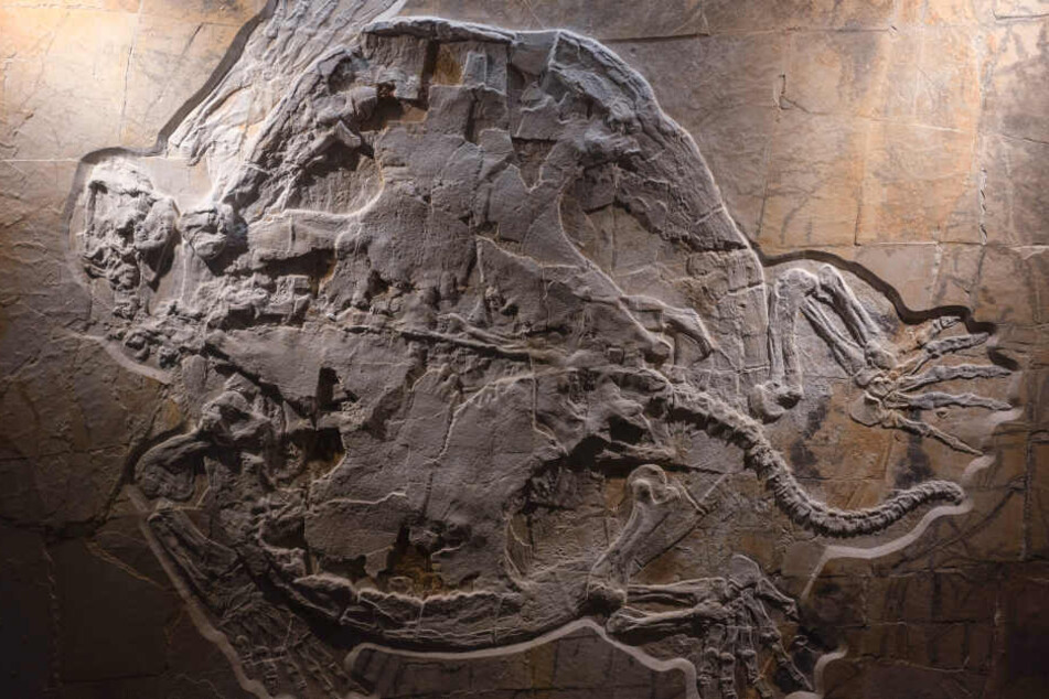 Das im Naturkundemuseum Bamberg neu präsentierte, weltweit größte komplett erhaltene Schildkrötenfossil der Jura-Zeit, mit dem Spitznamen "Mobbl".