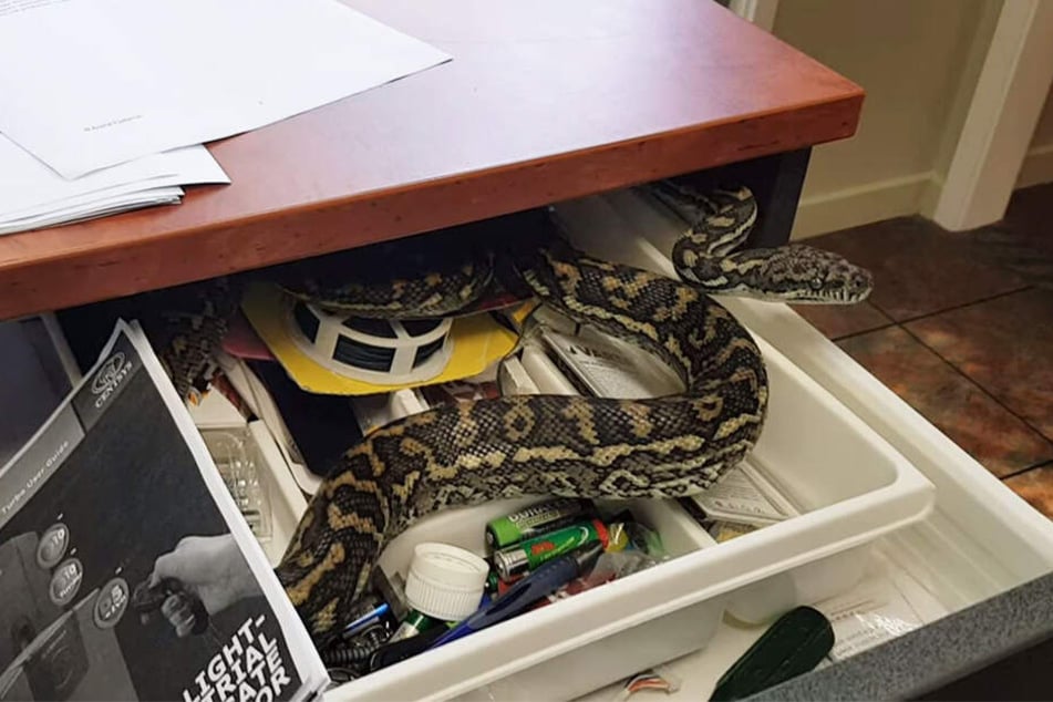 Der Inhalt der Schublade lehrte eine Büroangestellte das Fürchten.