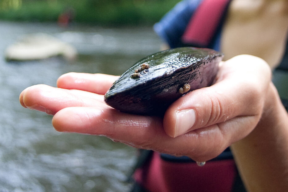 Eine Biologin der Technischen Universität München (TU) hält eine geschlossene Flussperlmuschel an der Wolfsteiner Ohe in der Hand.