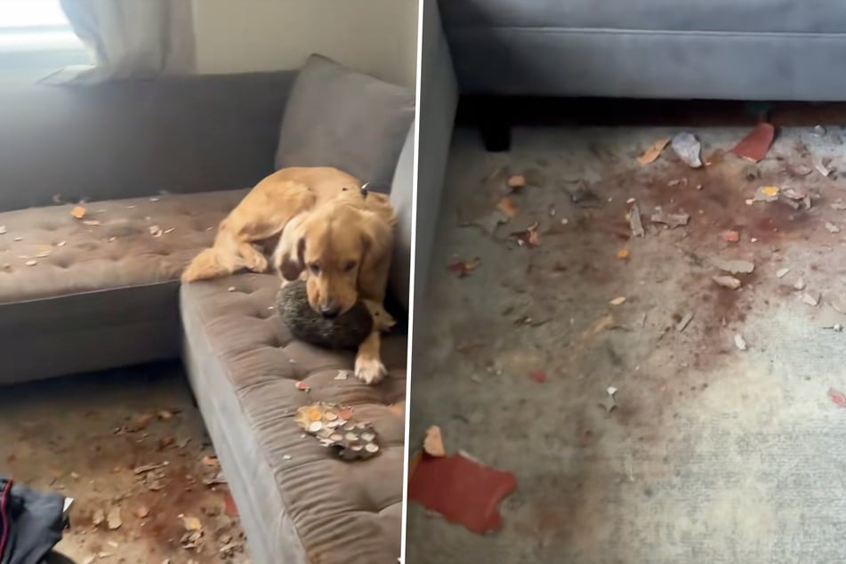 Saubere Arbeit! Die Golden Retriever haben das Wohnzimmer so richtig schön eingesaut.
