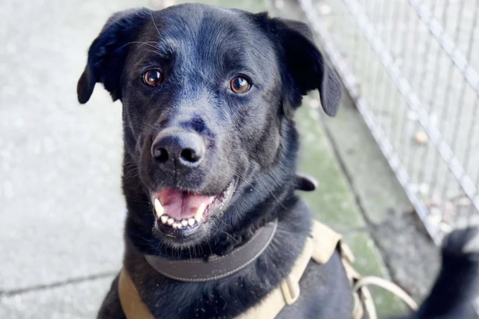 Labrador-Mix Rex (2) wartet im Berliner Tierheim auf ein neues Zuhause.