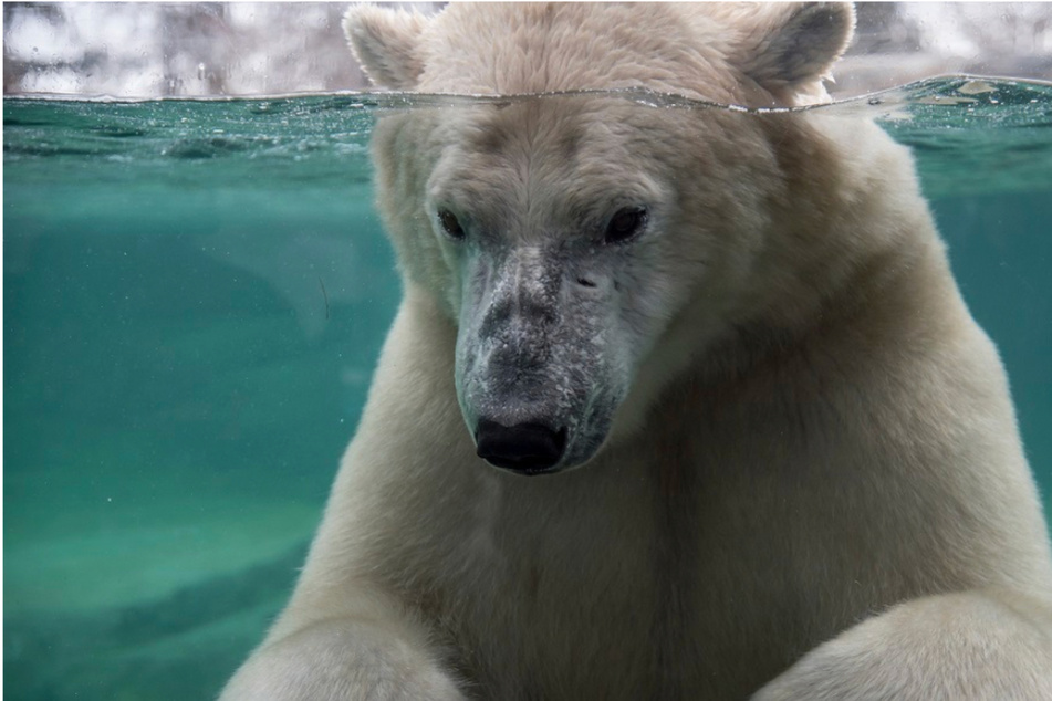 Eisbären toben miteinander, dann stirbt eines der Tiere