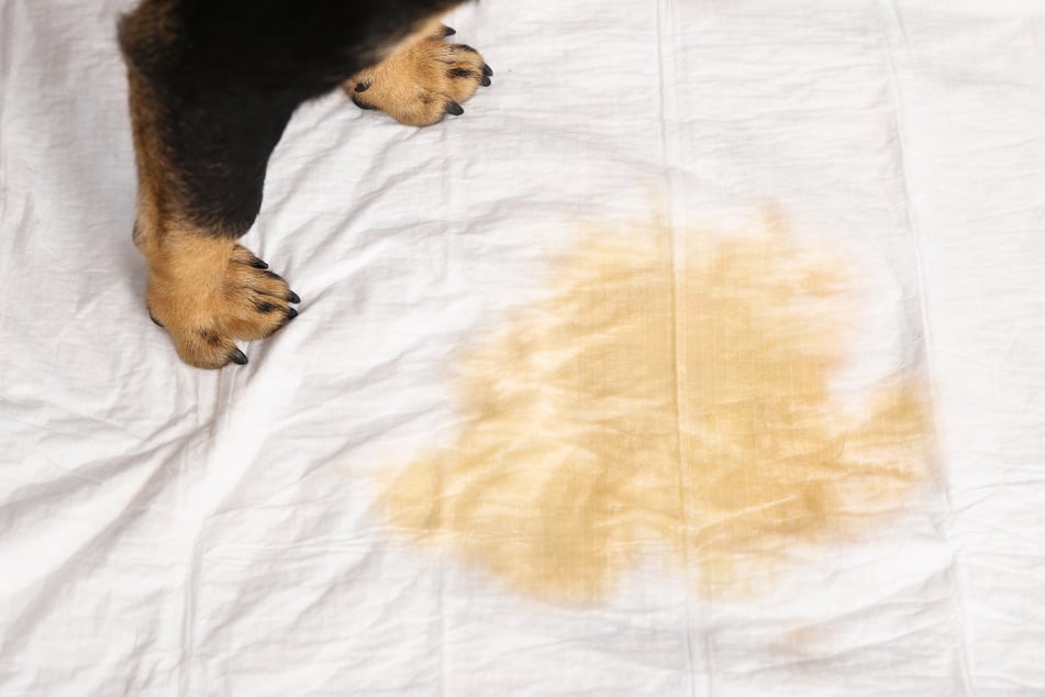 Hausmitteln können helfen, wenn man Hundebetten reinigen und Urinflecken loswerden will.