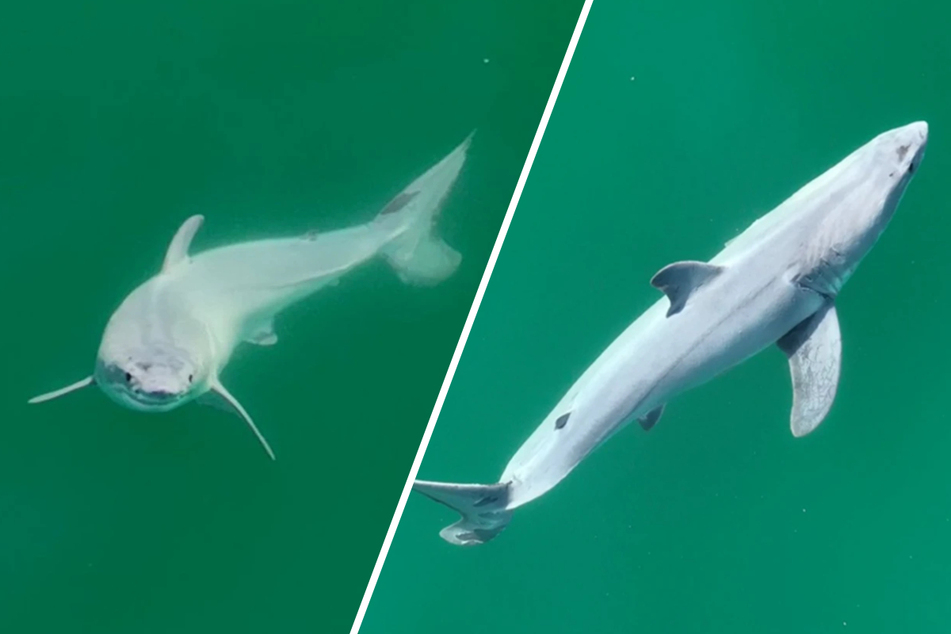 Erstmalig Weißer-Hai-Baby in freier Wildbahn gesichtet!