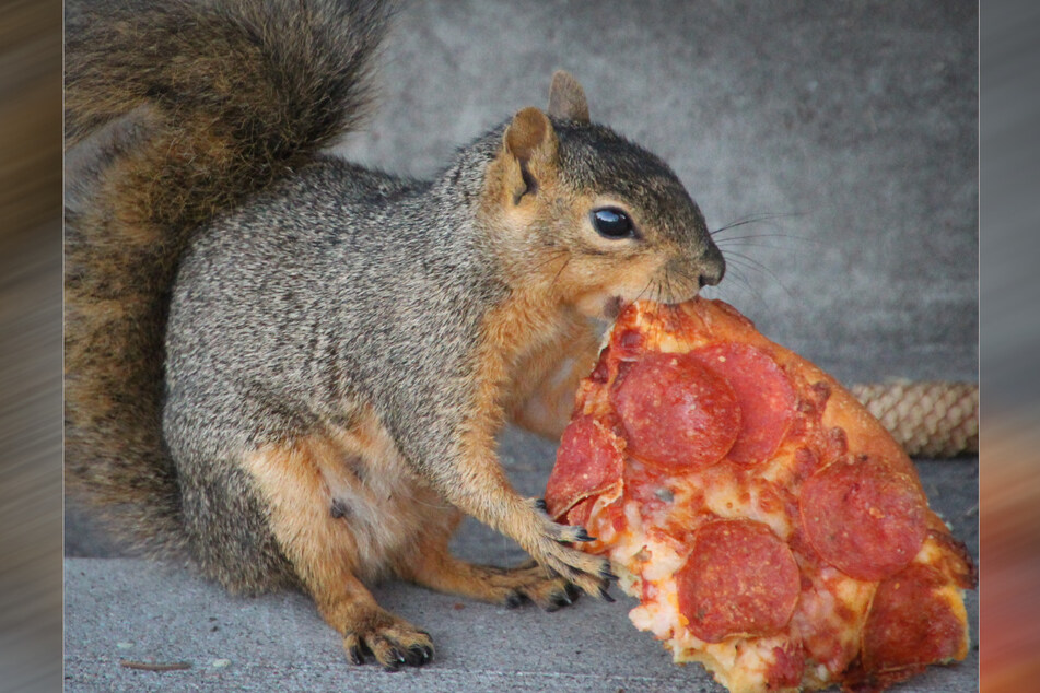 Sieht so aus, als hätte das süße Eichhörnchen eine Leibspeise: Pizza! (Symbolbild)