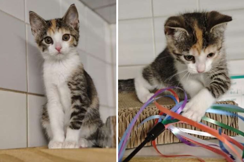 Katze Betty ist eine sehr neugierige kleine Katze.