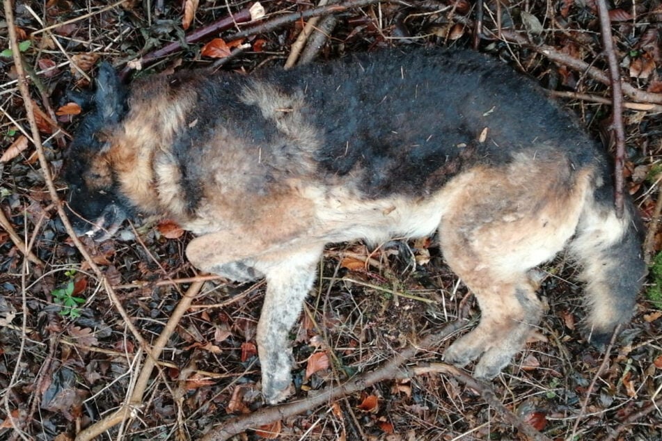 Ein Spaziergänger entdeckte den toten Schäferhund.