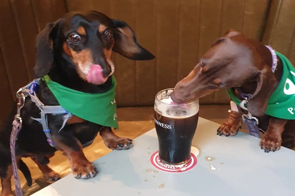 Booze hounds: These Dachshunds have a taste for Guinness!