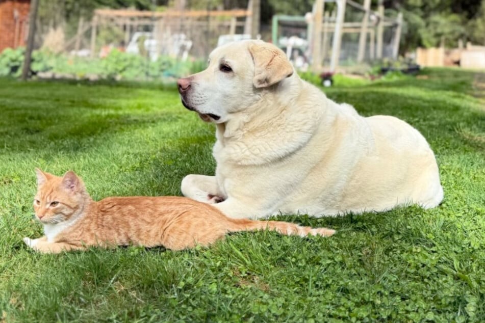 Endlich wieder vereint: Kater Winston und Labrador Cooper sollen nun noch enger verbunden sein.