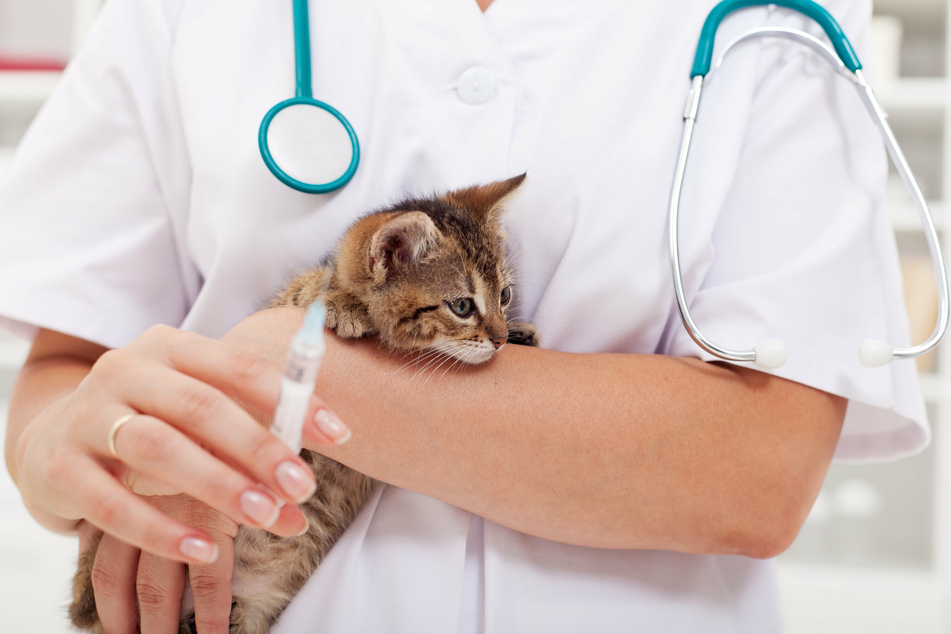 Um seine Katze zu schützen, kann man sie vorbeugend gegen Leukose impfen lassen. (Symbolbild)