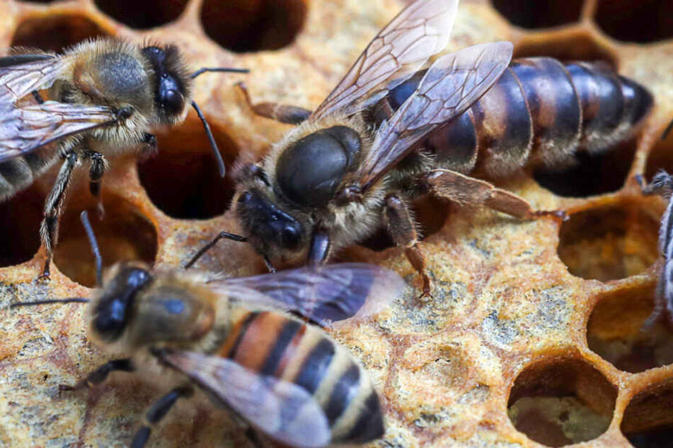 In Bayern wurden in zehn Tagen sieben Bienenstöcke samt Volk gestohlen. (Symbolbild)
