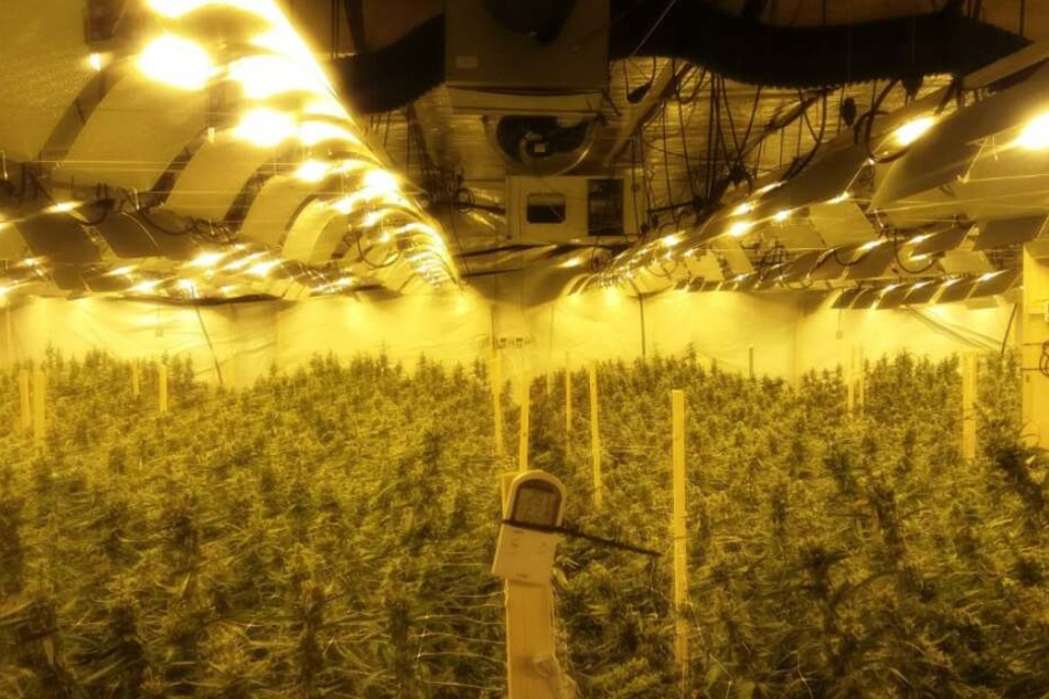 Vier Marihuana-Plantagen entdeckten die Ermittler.