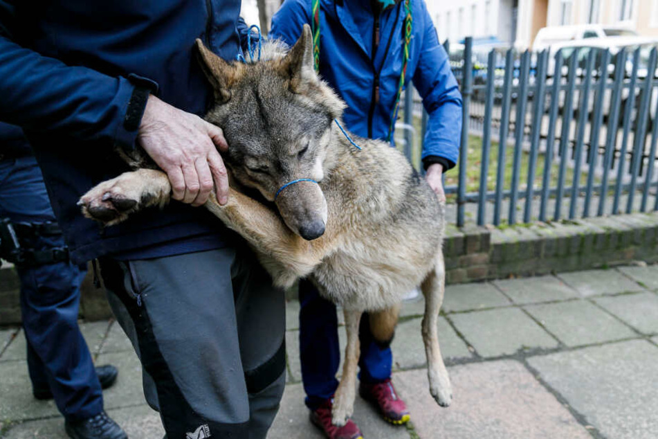 Dieser Jungwolf hielt die Polizei in Görlitz Montagmittag auf Trab.