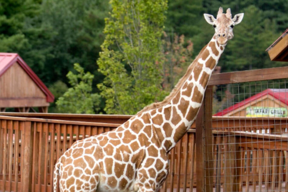 April the Giraffe, who delighted millions with her live-streamed birth, passes away