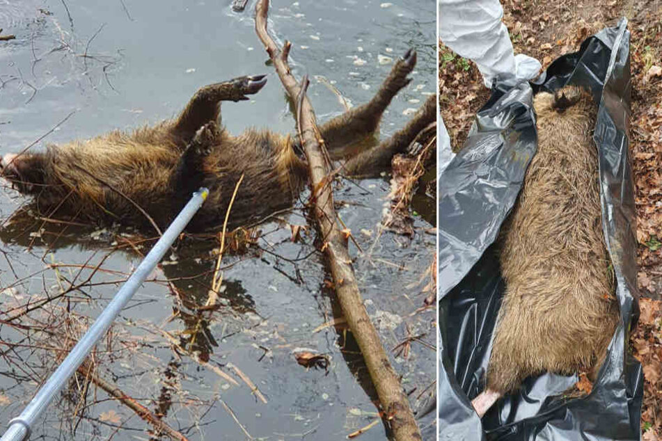 Am Montag zog die Feuerwehr diesen verendeten Eber aus dem Fluss Oder.