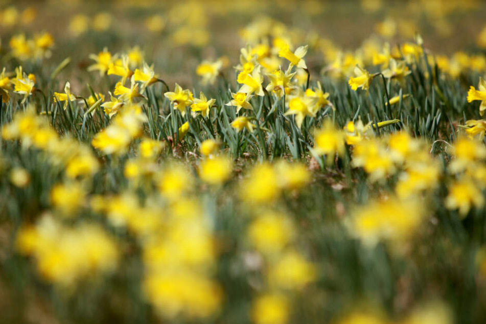 Im Nationalpark wachsen wilde Narzissen, die jährlich im Frühling aufblühen.
