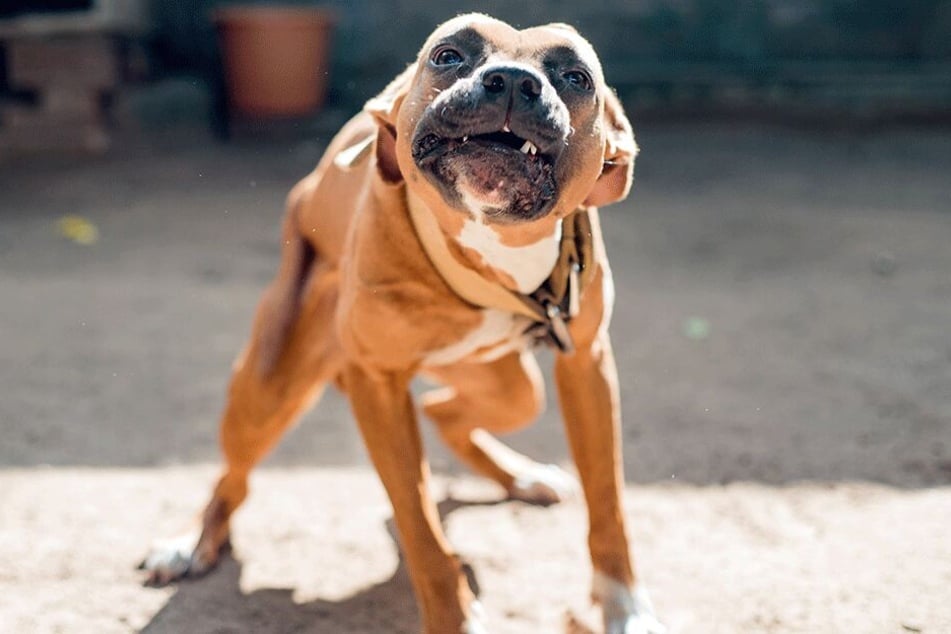 Der Pitbull tötete den kleinen Jungen (†3) (Symbolbild).