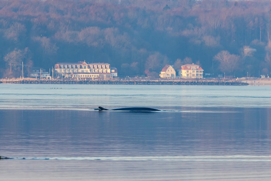 Der Wal sei an seiner Finne gut zu erkennen.