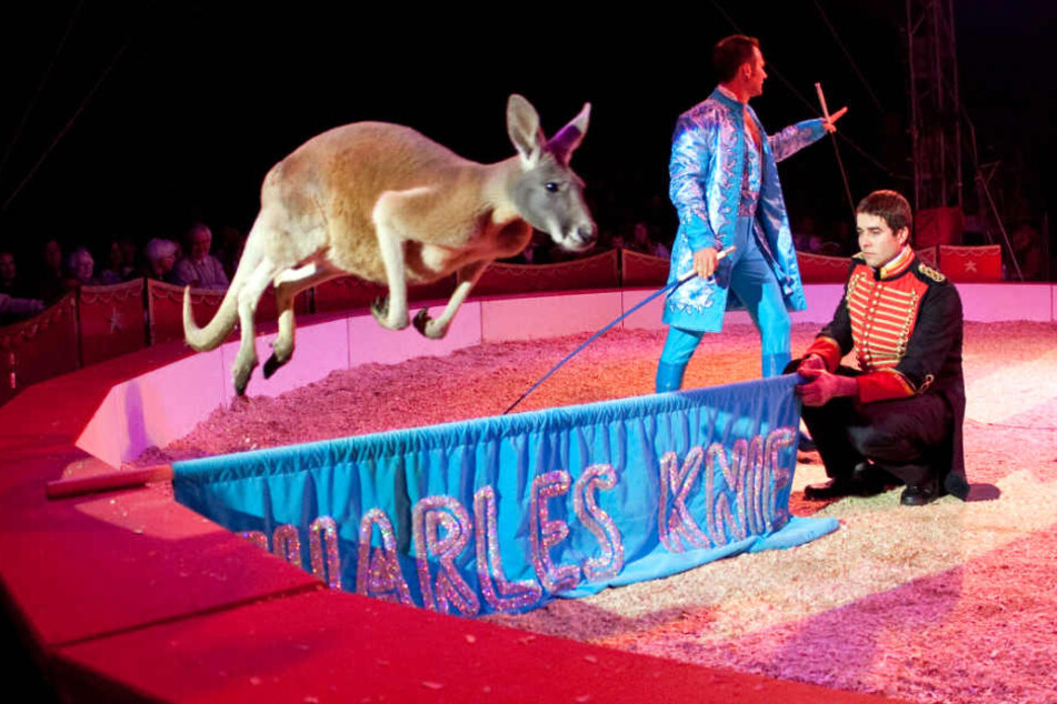 Kängurus gehören ebenfalls zu den Wildtieren, die der Zirkus mitbringt.