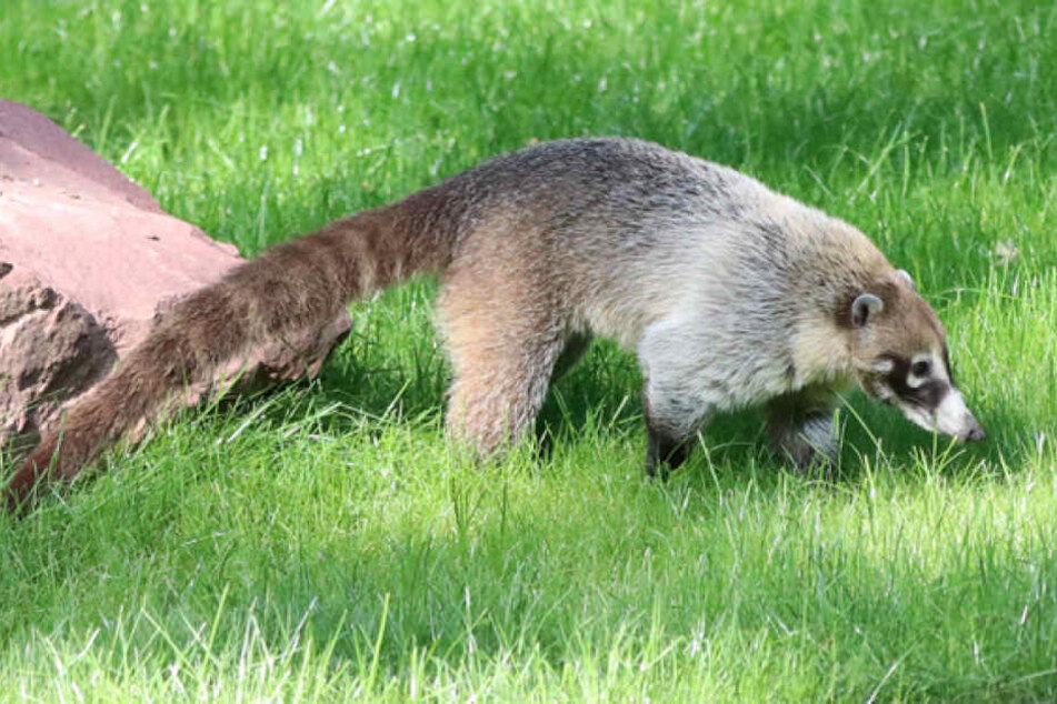 Nasenbär Hugo hat ein Schlupfloch gefunden und ist zu den Mähnenwölfen geflüchtet.