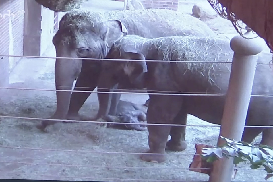 Der kleine Kiran ist an Don Chungs Vorderbein heruntergerutscht und schläft, während die Tante und Mama Rani (r.) am Heunetz fressen.