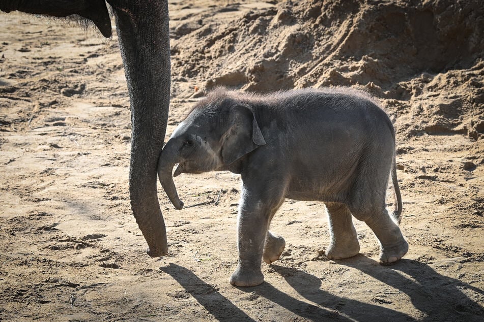 Der noch namenlose Minifant im Zoo Leipzig gibt mit seiner bisherigen Entwicklung Anlass zur Freude.