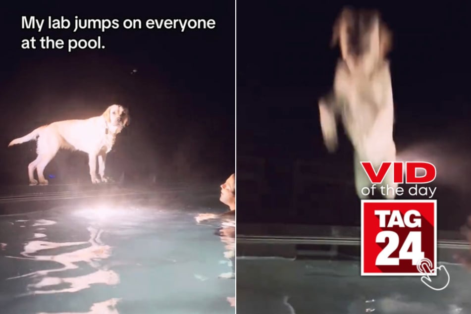 viral videos: Viral Video of the Day for August 15, 2024: Dog can't stop jumping on people in swimming pools: "Stop!"