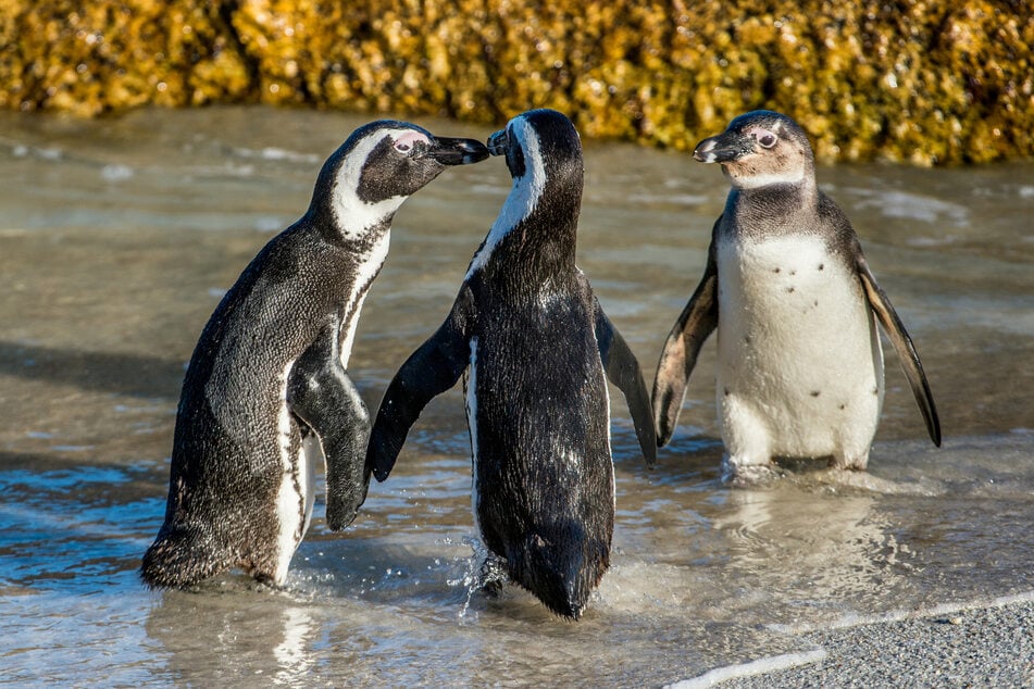 Die Brillenpinguine leben vor allem an der Küste von Namibia und Südafrika. Sie werden rund 70 Zentimeter groß.