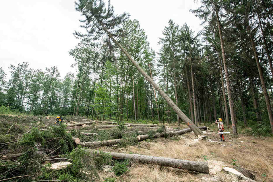Im Zeisigwald fällen Waldarbeiter unweit vom Weißen Weg kranke Fichten.