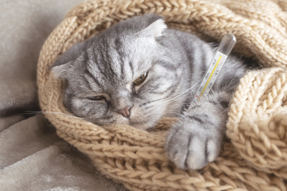 Some types of cat flu actually cause a fever. In such a case, you need to go to the vet.
