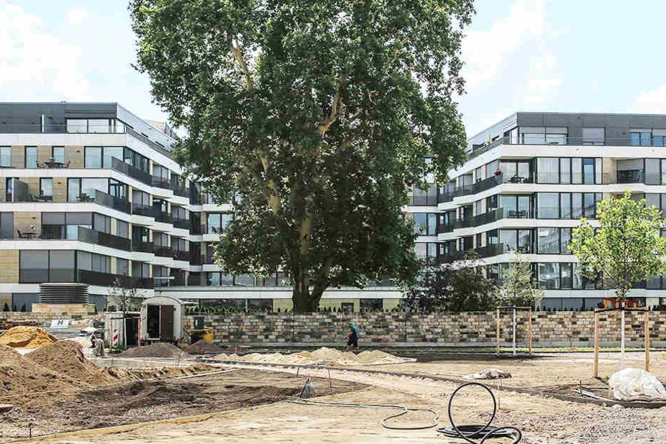 Inmitten des Komplexes von Nobelwohnungen grünt es schon ein wenig.