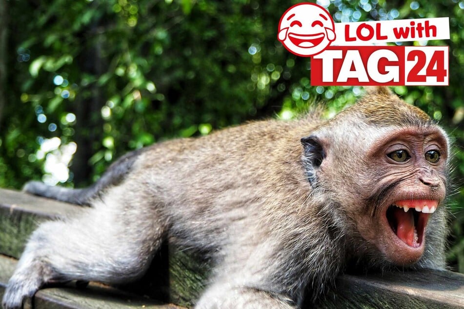 Joke of the Day for May 11, 2025: The best animal jokes for Sunday Funday